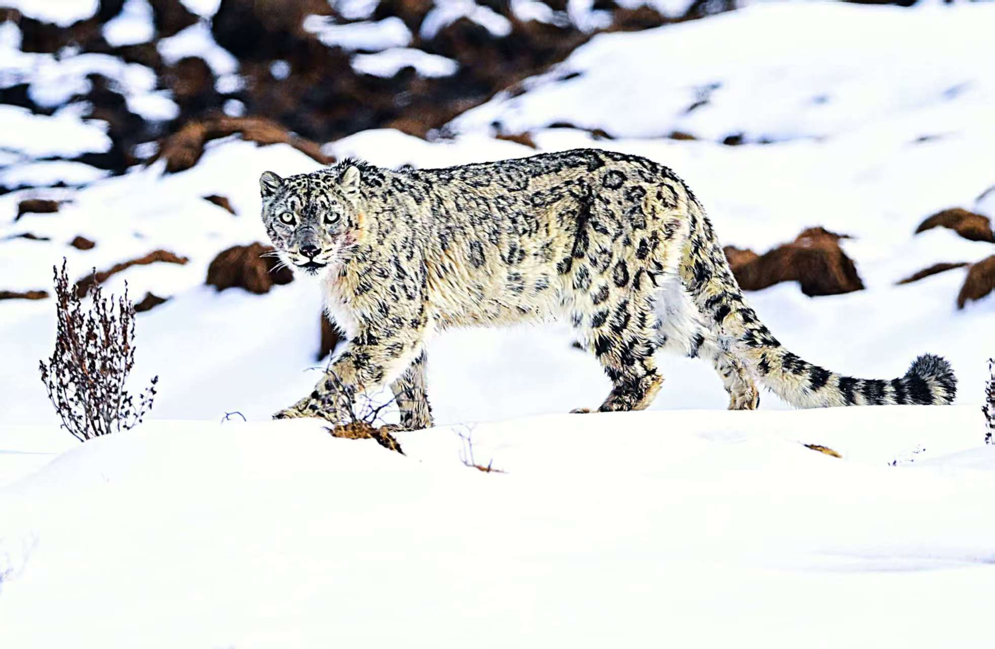 “雪山之王”首次打卡香拉东吉！壤塘自然保护区拍下雪豹清晰影像