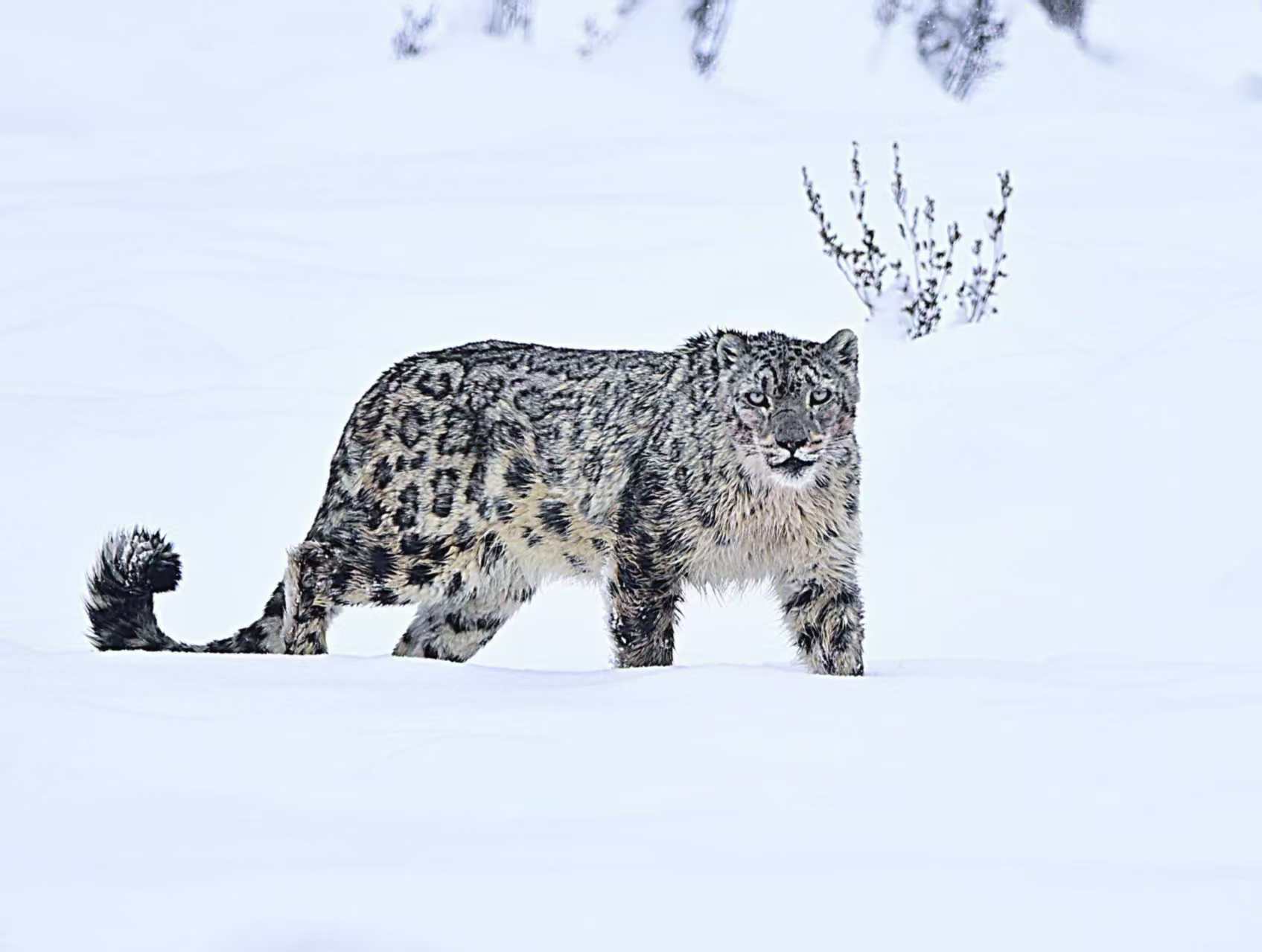 “雪山之王”首次打卡香拉东吉！壤塘自然保护区拍下雪豹清晰影像