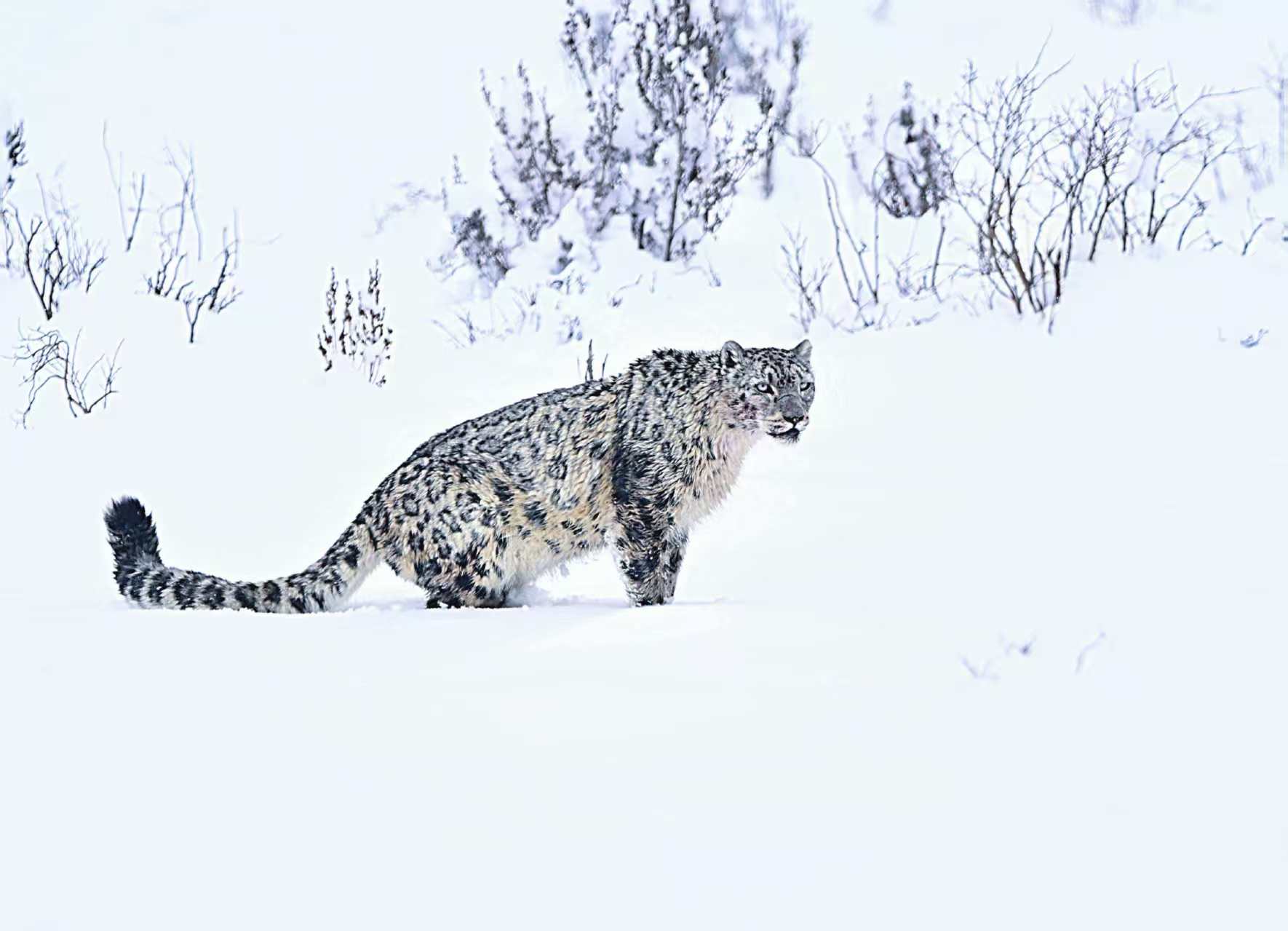 “雪山之王”首次打卡香拉东吉！壤塘自然保护区拍下雪豹清晰影像