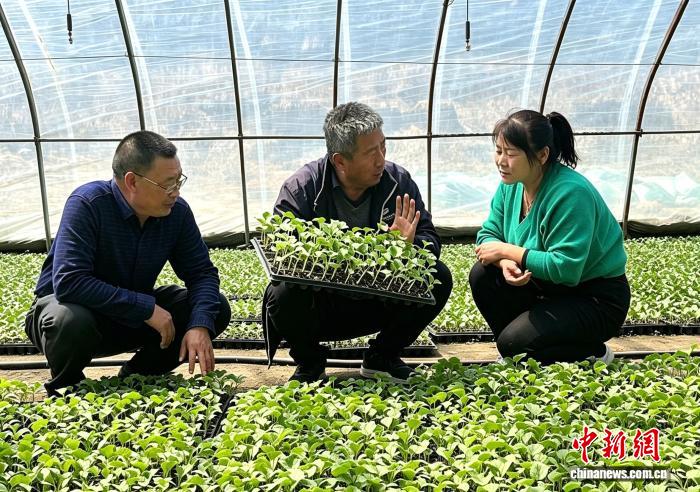 从育苗到上市：一颗民勤蜜瓜的“科技行程单”