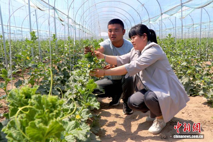 从育苗到上市：一颗民勤蜜瓜的“科技行程单”