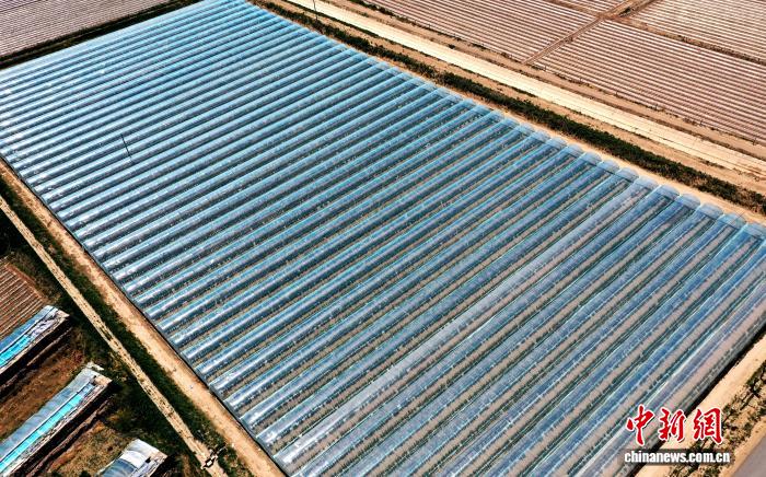 从育苗到上市：一颗民勤蜜瓜的“科技行程单”