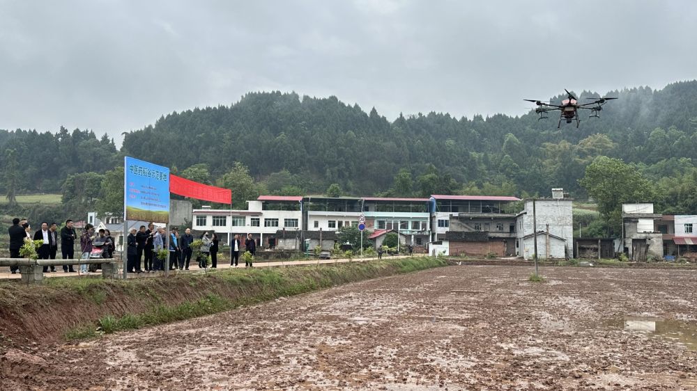 简阳这个村播下近百亩“中药稻”