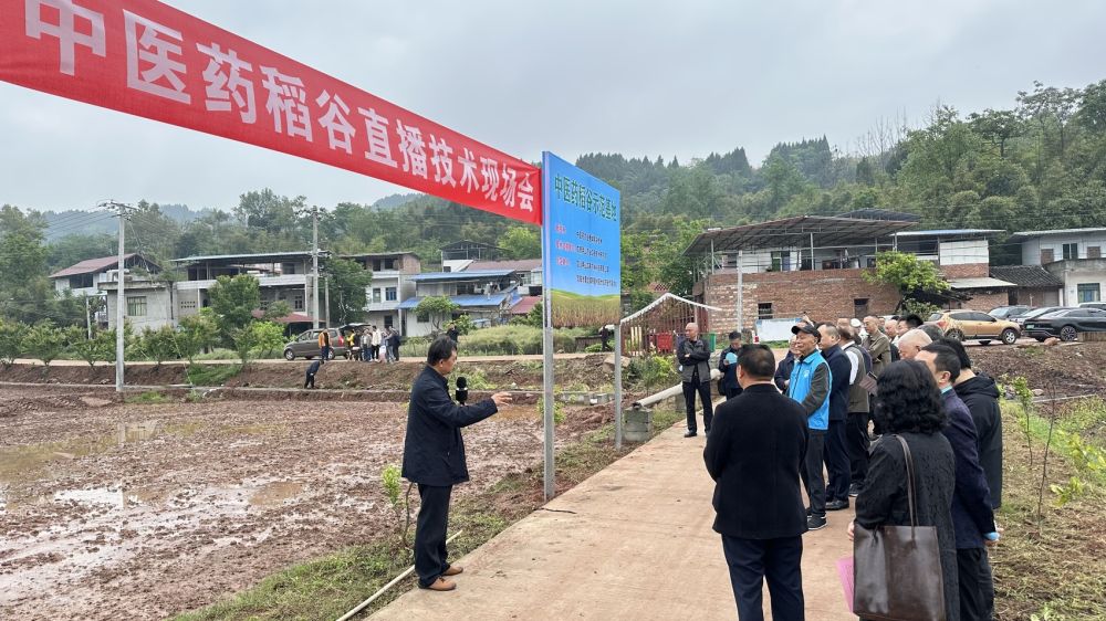 简阳这个村播下近百亩“中药稻”