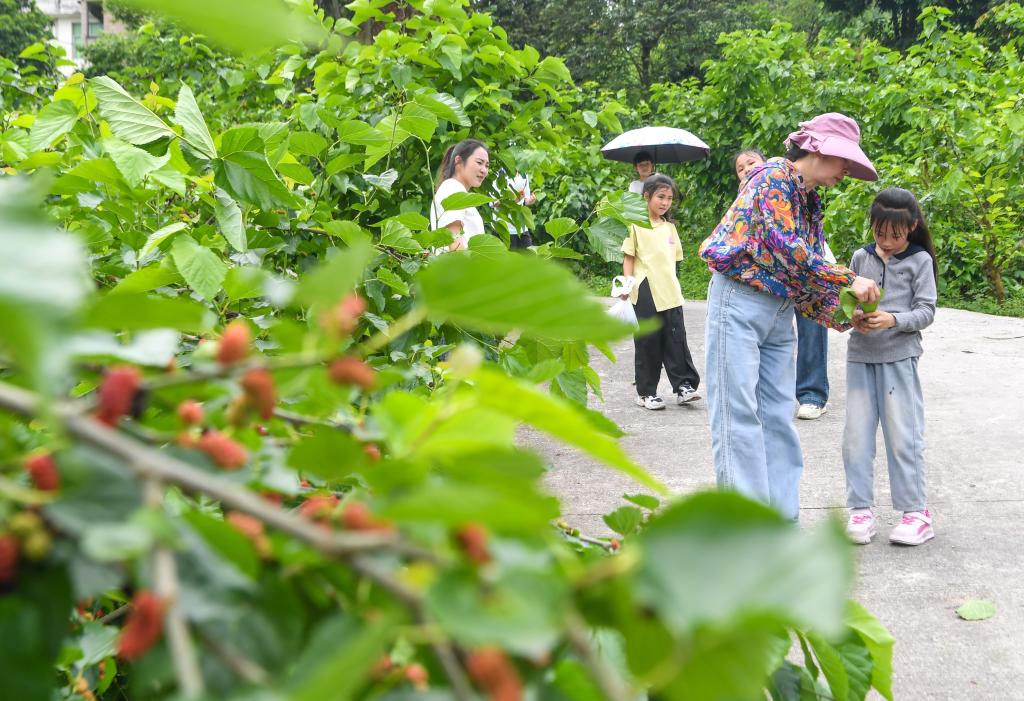 重庆丰都：桑果飘香长江岸