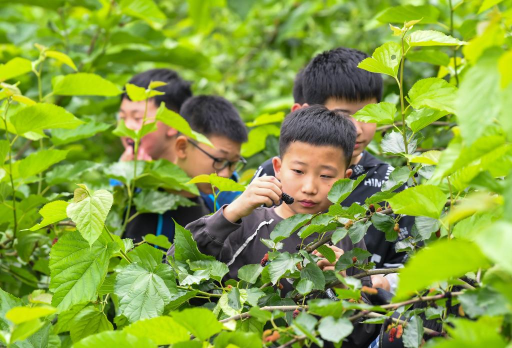 重庆丰都：桑果飘香长江岸