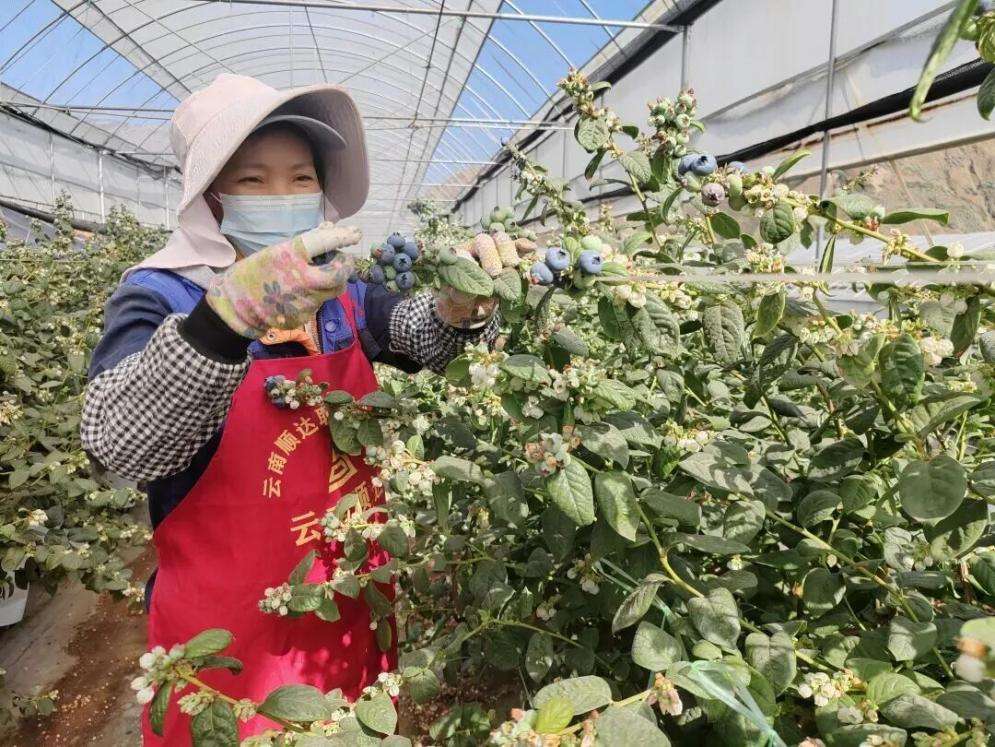 沪滇携手种下“致富果” 东川蓝莓走出资源枯竭转型新路