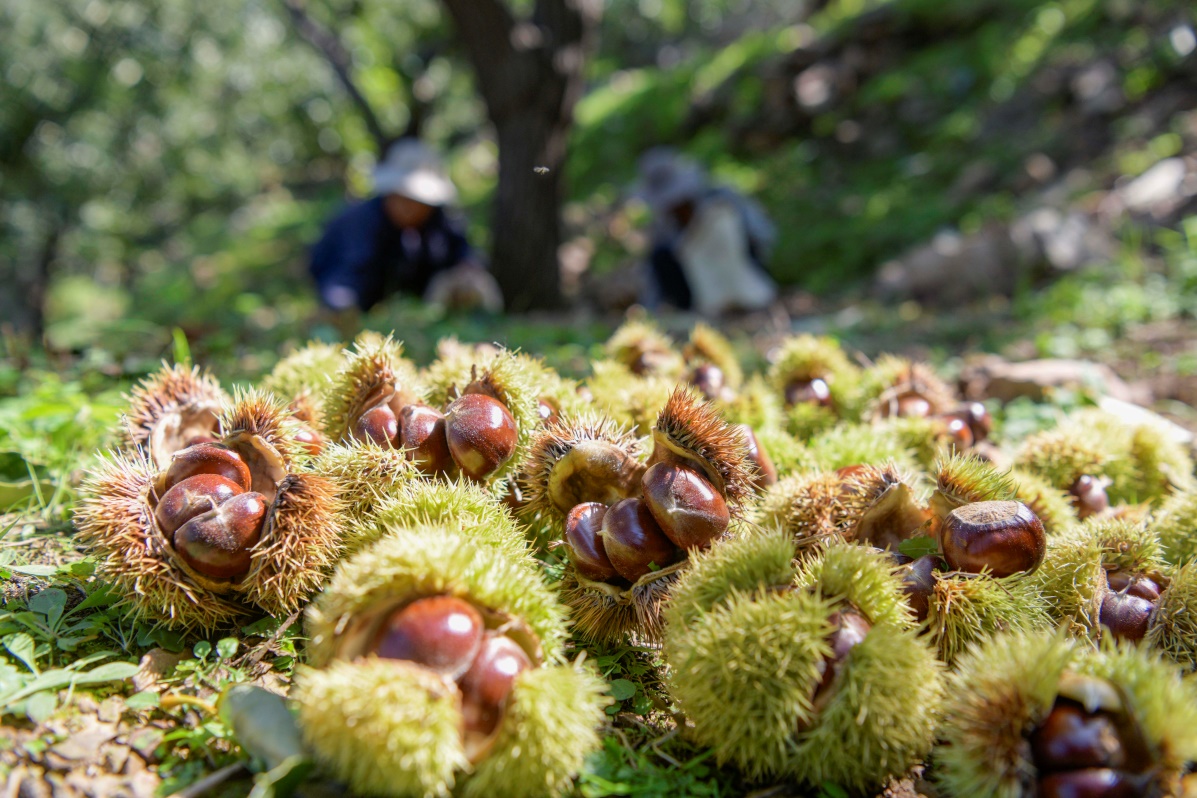 河北宽城：聚力“文旅焕新” 绘就“心想事成”新画卷