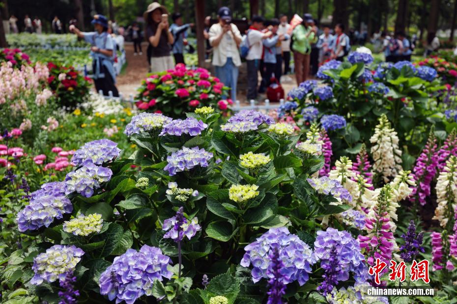 团团簇簇展“芬芳” 南京紫金山绣球花缤纷绽放