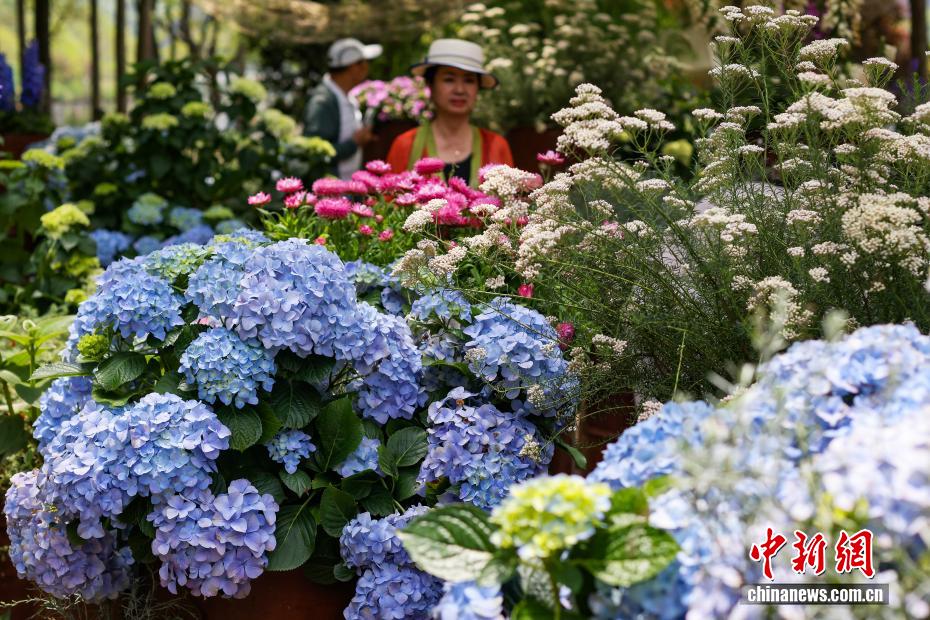 团团簇簇展“芬芳” 南京紫金山绣球花缤纷绽放