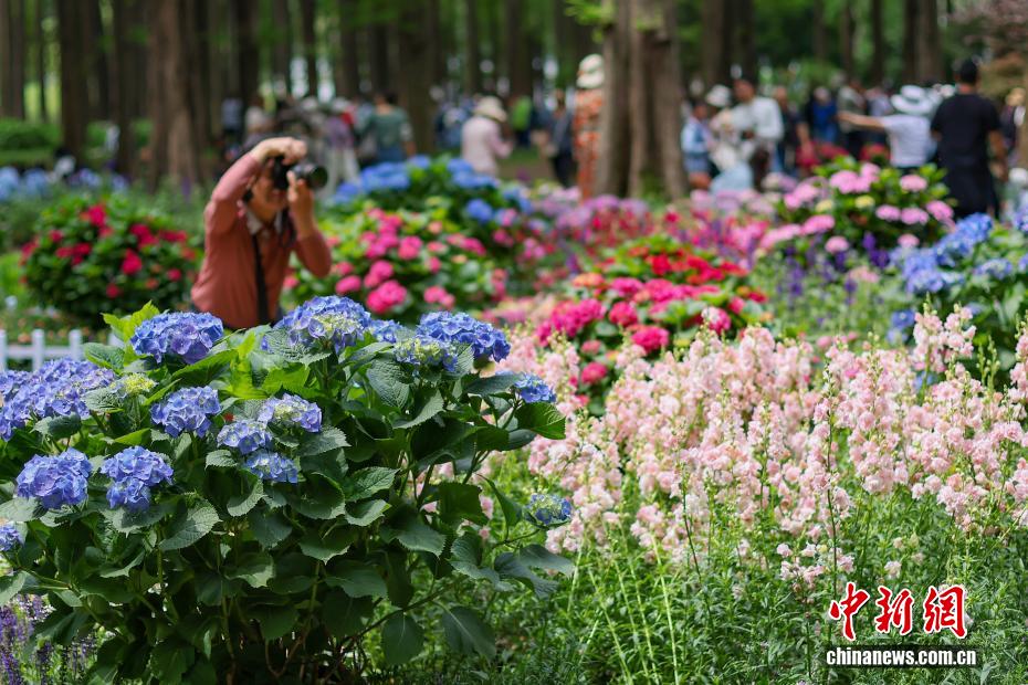 团团簇簇展“芬芳” 南京紫金山绣球花缤纷绽放