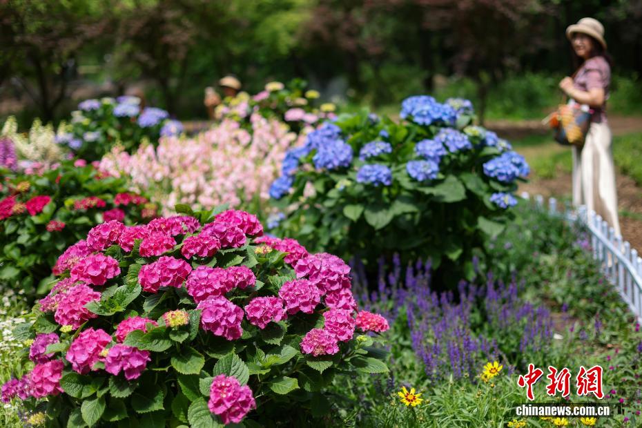 团团簇簇展“芬芳” 南京紫金山绣球花缤纷绽放