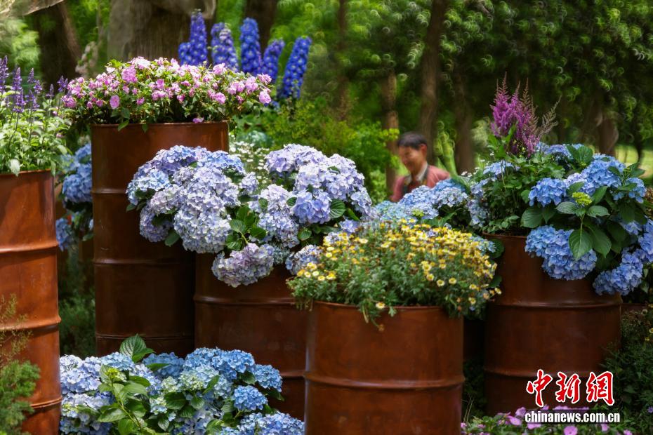 团团簇簇展“芬芳” 南京紫金山绣球花缤纷绽放