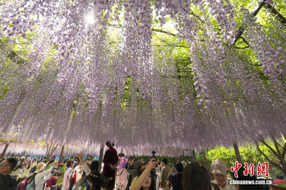 北京玉渊潭公园紫藤花瀑吸引游客