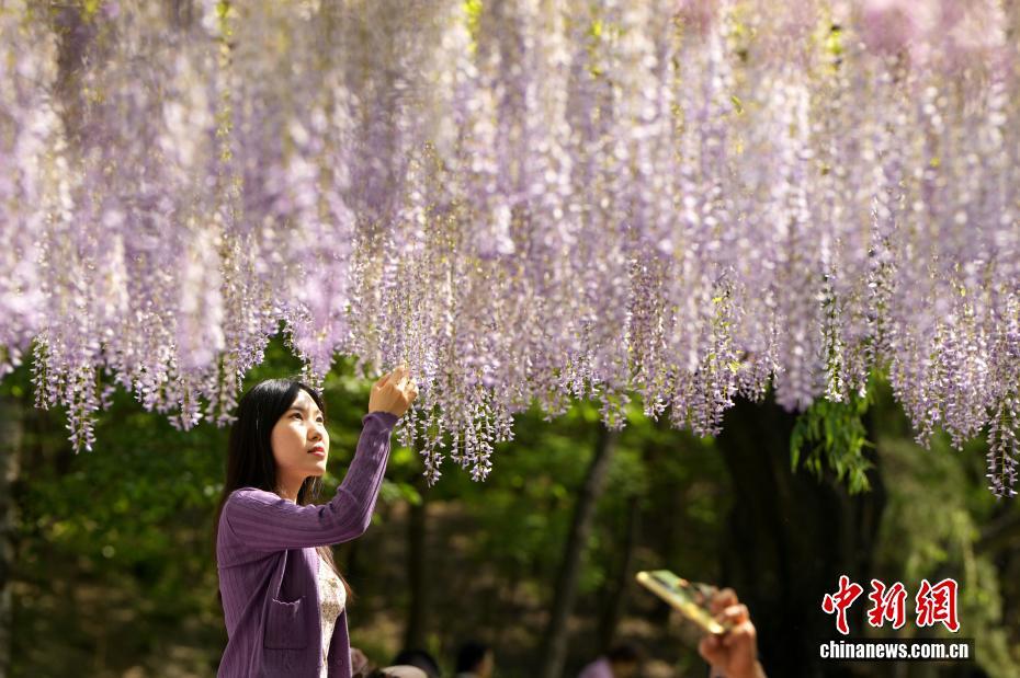 北京玉渊潭公园紫藤花瀑吸引游客