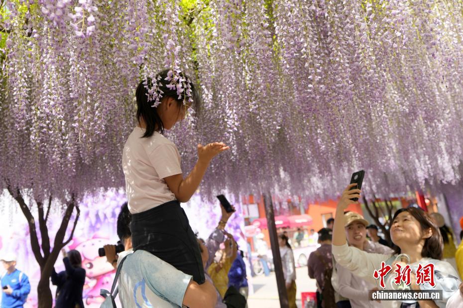 北京玉渊潭公园紫藤花瀑吸引游客