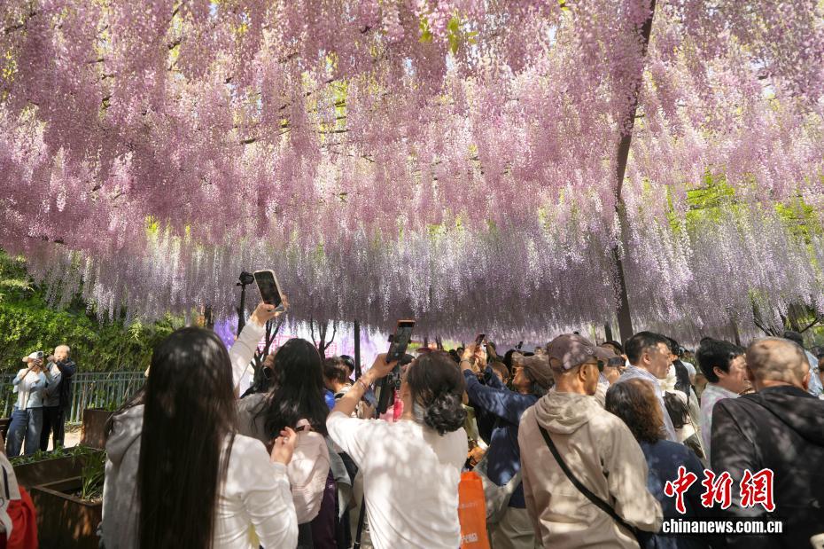 北京玉渊潭公园紫藤花瀑吸引游客