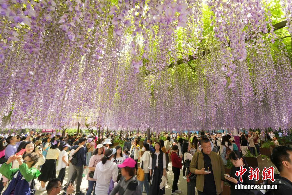 北京玉渊潭公园紫藤花瀑吸引游客