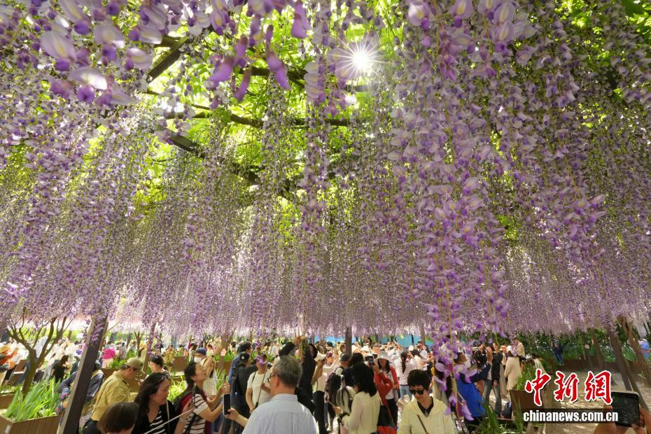 北京玉渊潭公园紫藤花瀑吸引游客