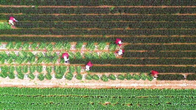 链上强产业 景中美家园