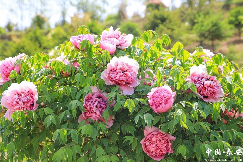 繁花迎客 文旅惠民 秦安县推出“五一”假期暨牡丹文旅周系列活动