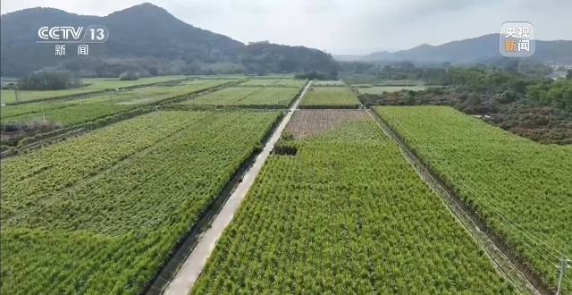 广东化州糖厂厂长火出圈，他的善举让滞销甘蔗变“暖心蔗”