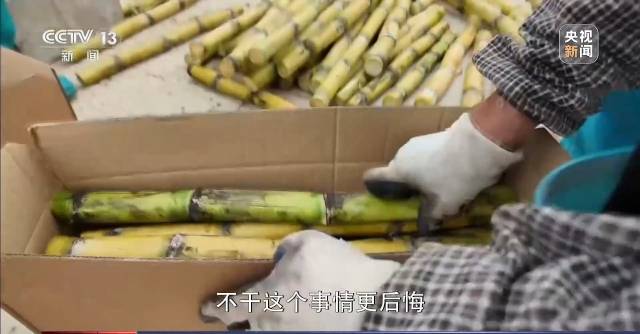 广东化州糖厂厂长火出圈，他的善举让滞销甘蔗变“暖心蔗”