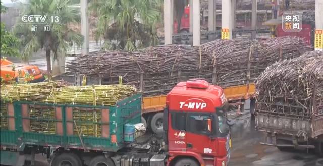 广东化州糖厂厂长火出圈，他的善举让滞销甘蔗变“暖心蔗”
