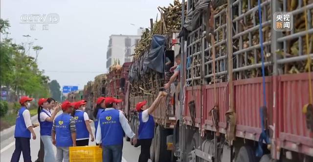 广东化州糖厂厂长火出圈，他的善举让滞销甘蔗变“暖心蔗”