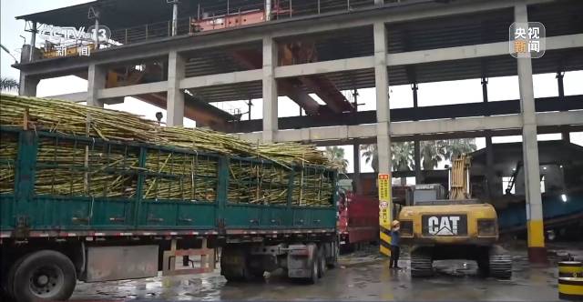 广东化州糖厂厂长火出圈，他的善举让滞销甘蔗变“暖心蔗”