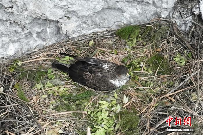 湖北五道峡国家级自然保护区首次发现白腹隼雕