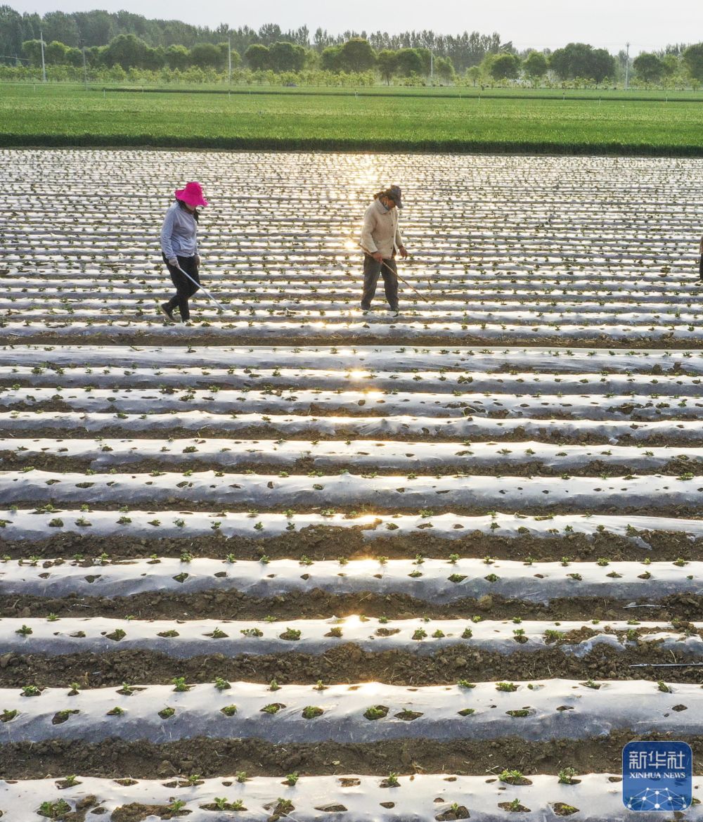 初夏农事忙