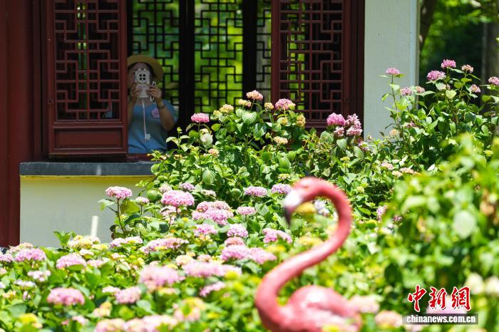 湖北武汉:绣球花盛开吸引游客打卡 湖北武汉:绣球花盛开吸引游客打卡