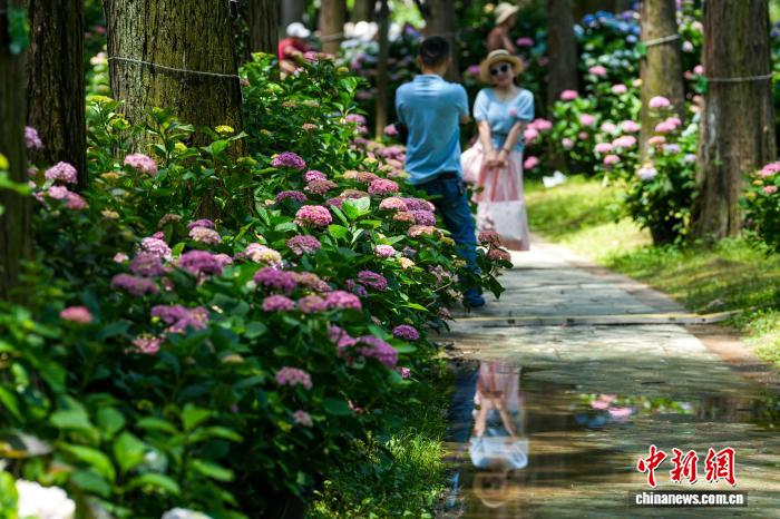 湖北武汉:绣球花盛开吸引游客打卡