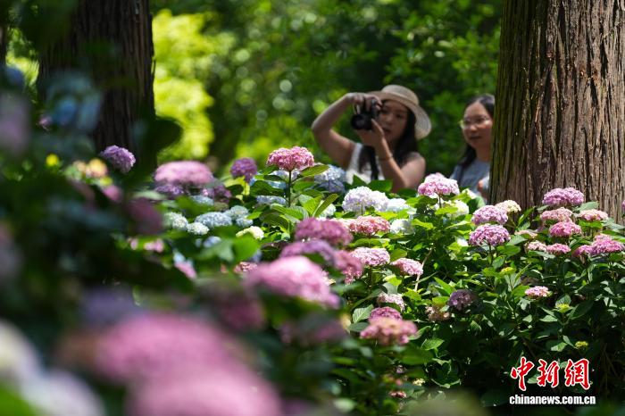 湖北武汉:绣球花盛开吸引游客打卡