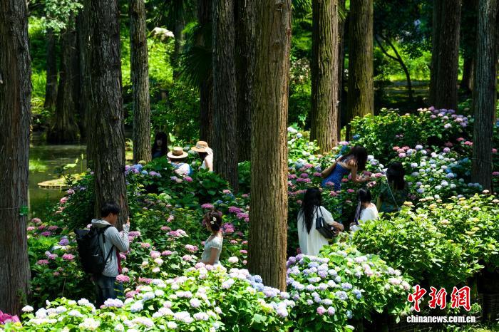 湖北武汉:绣球花盛开吸引游客打卡
