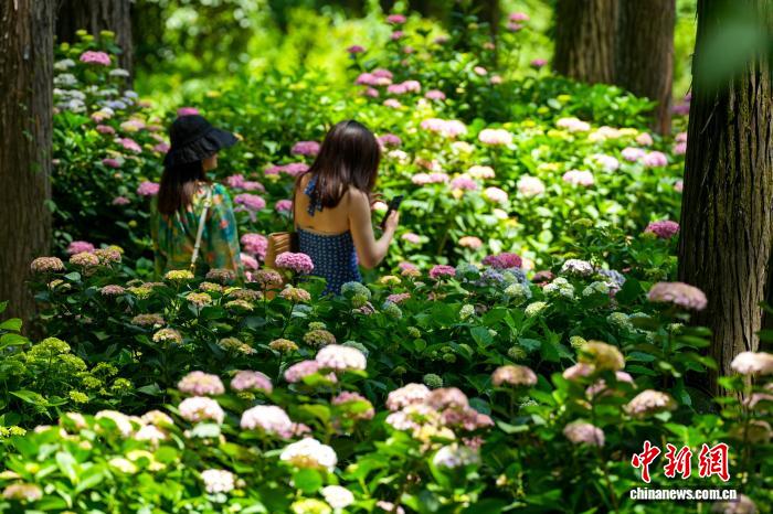 湖北武汉:绣球花盛开吸引游客打卡
