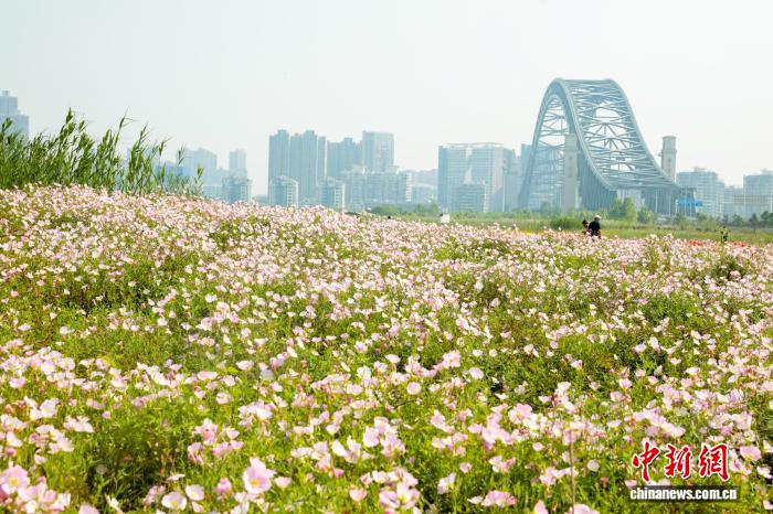 湖北武汉:初夏时节 花田花海美不胜收 湖北武汉:初夏时节花田花海美不胜收