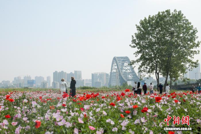 湖北武汉:初夏时节 花田花海美不胜收