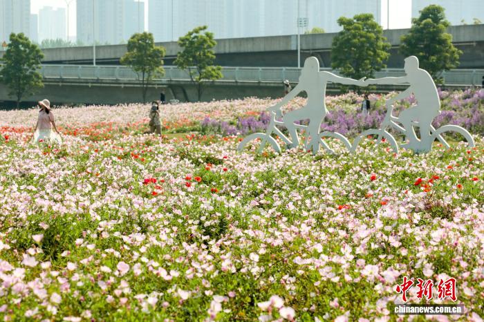 湖北武汉:初夏时节 花田花海美不胜收