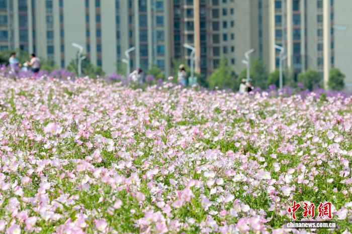 湖北武汉:初夏时节 花田花海美不胜收