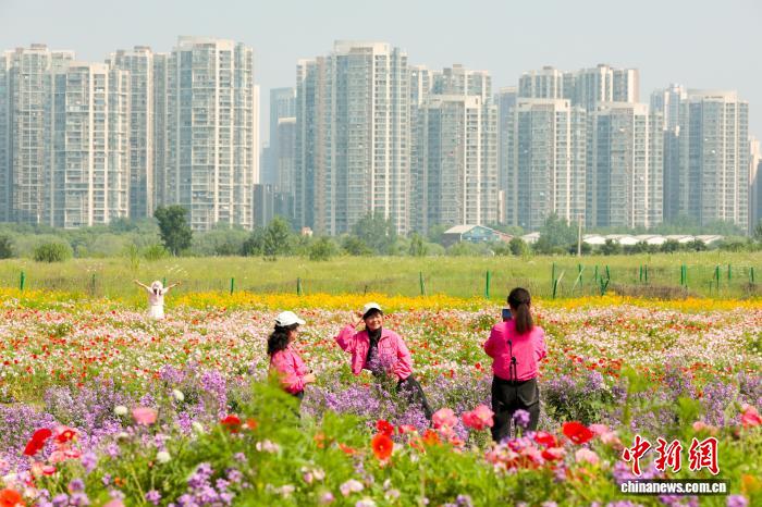 湖北武汉:初夏时节 花田花海美不胜收