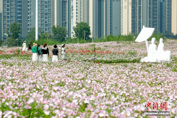 湖北武汉:初夏时节 花田花海美不胜收