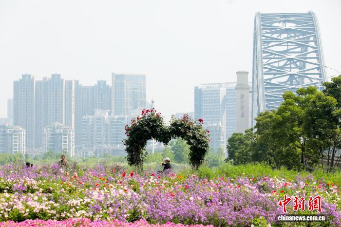 湖北武汉:初夏时节 花田花海美不胜收