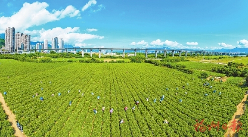 福州乡村产业拔节生长 青山碧水可生金 强农富农终可期 福州乡村产业拔节生长