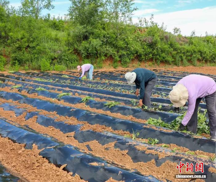 富硒红薯变“金疙瘩” 山西高平解锁“甜蜜经济”