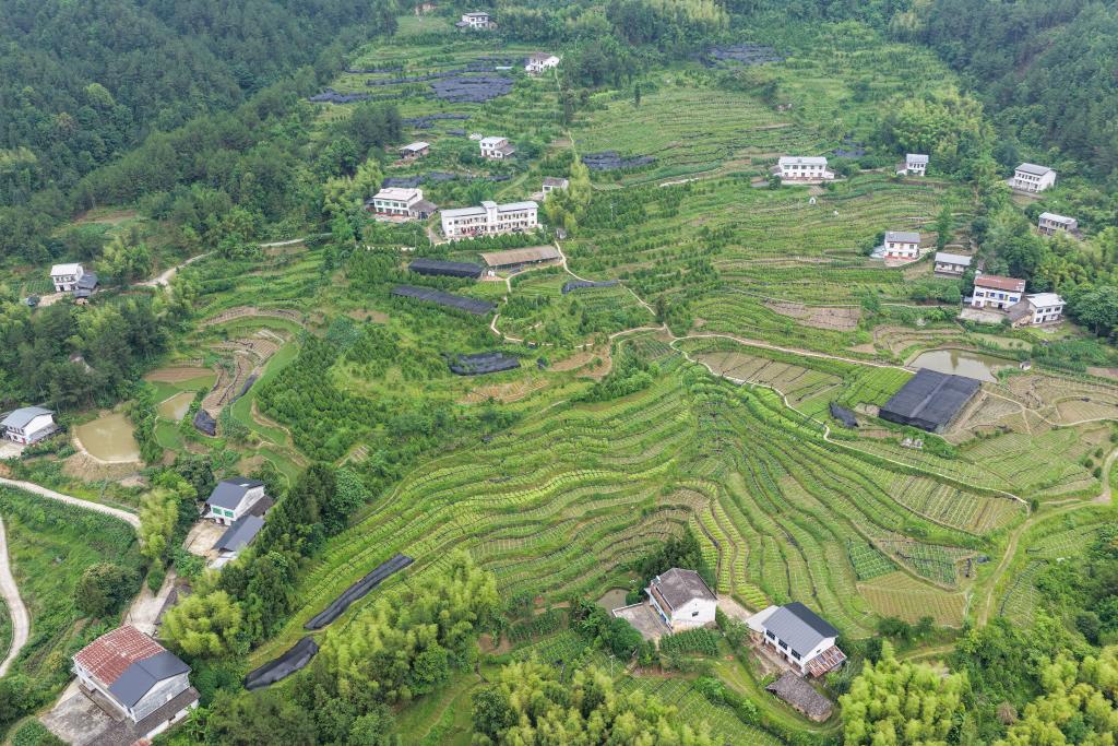 扎根深山——守护三峡珍稀生态本底