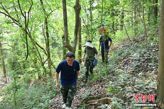 广东佛山云勇林场人工混交林助力森林质量提升