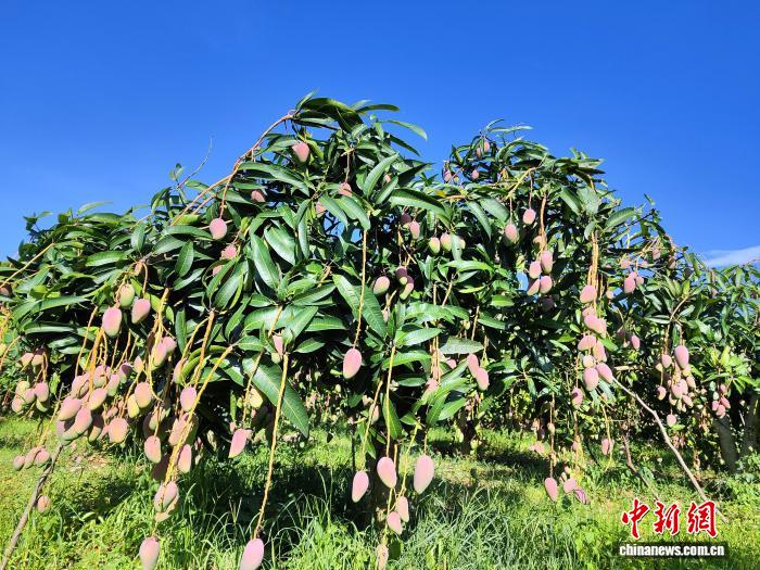 云南侨乡元江芒果迎丰收:果香四溢“芒”有所得