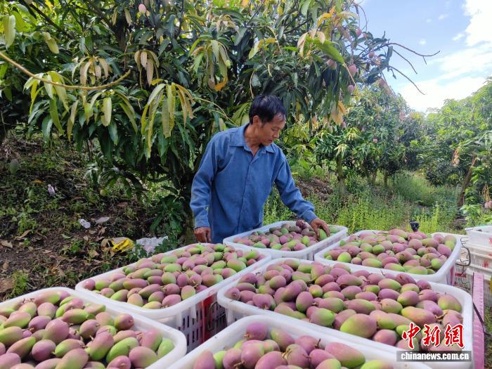 云南侨乡元江芒果迎丰收:果香四溢“芒”有所得